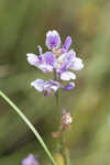 Sampson's snakeroot